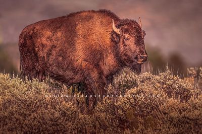 American Bison S NZ93429
