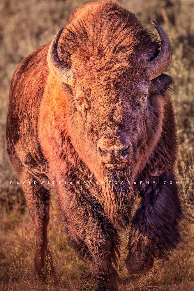 American Bison S NZ93510
