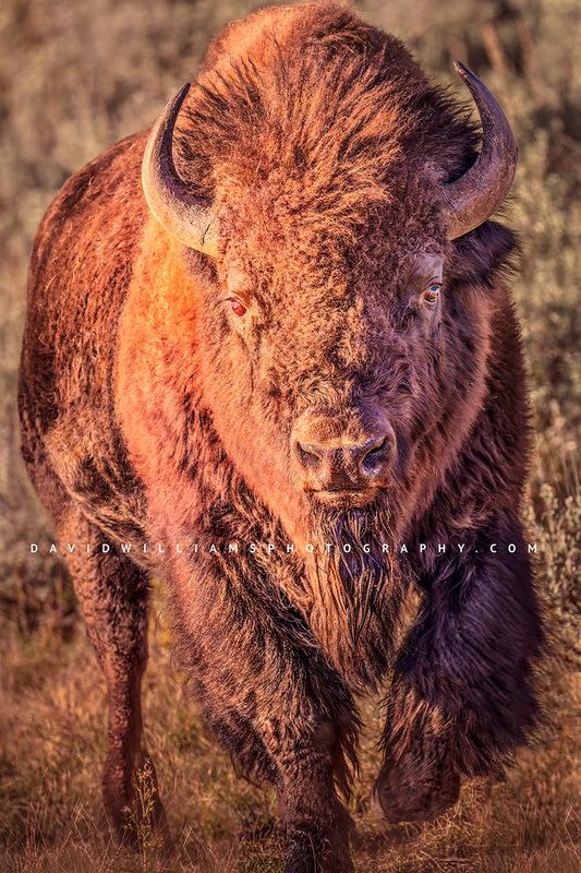 American Bison S NZ93510