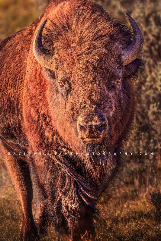 American Bison S NZ93505