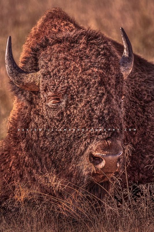 American Bison S NZ93330