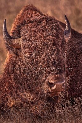 American Bison S NZ93330