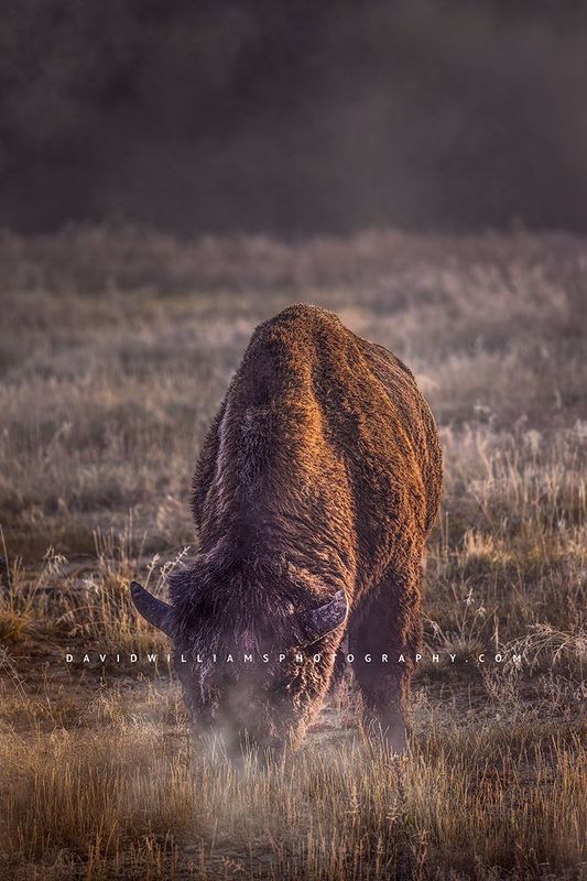 American Bison S NZ93303