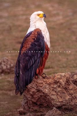 African Fish Eagle B NZ97215