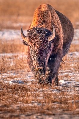 American Bison S NZ95220