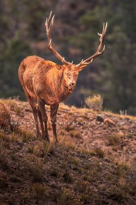 Elk S NZ94500