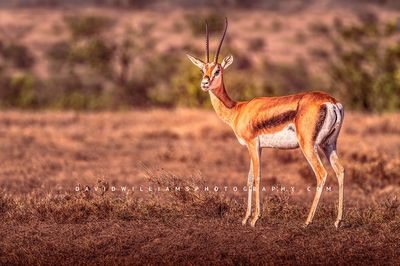 Grant's Gazelle NZ99301