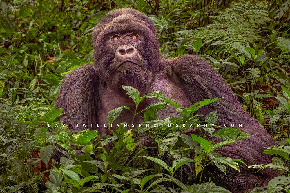 Gorilla S NZ94842