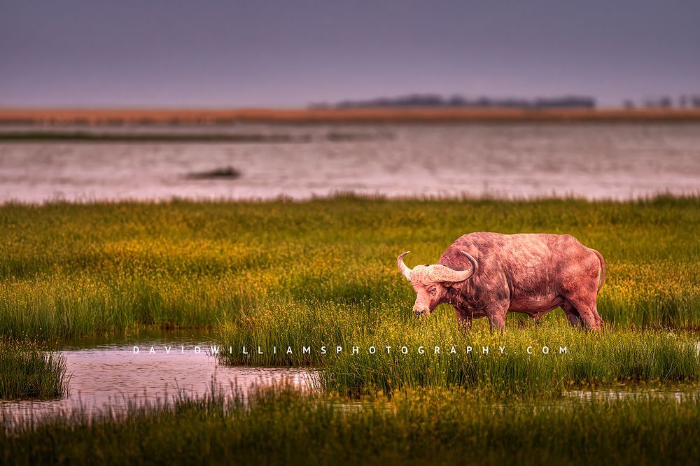 African Buffalo S 0Z81903