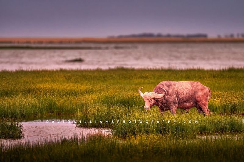 African Buffalo S 0Z81903