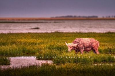 African Buffalo S 0Z81903