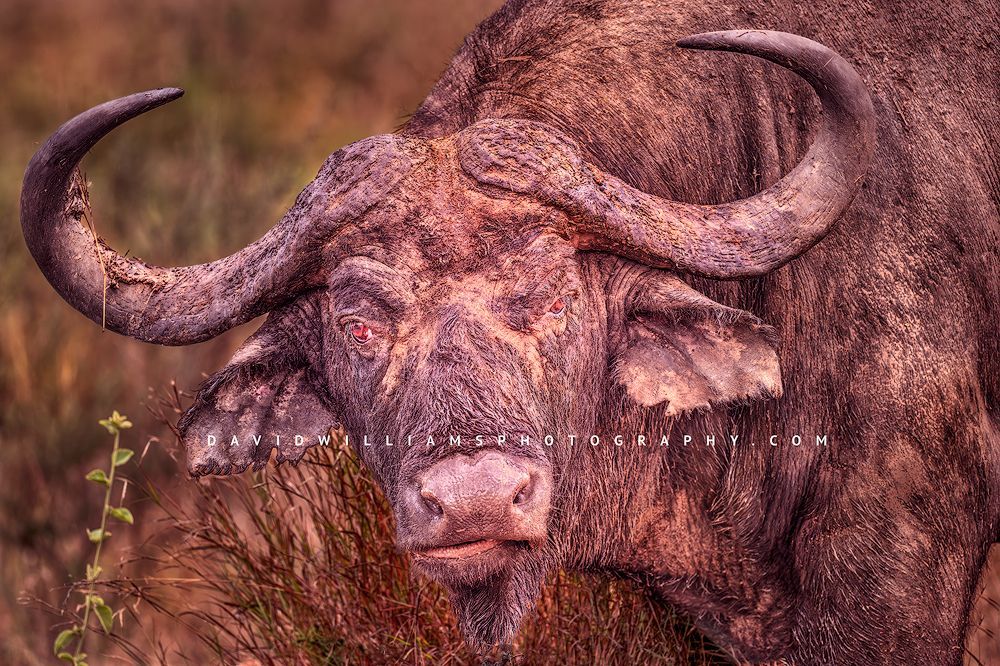 African Buffalo S NZ97256