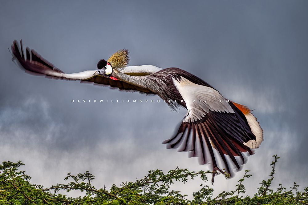Black Crown Crane NZ97156
