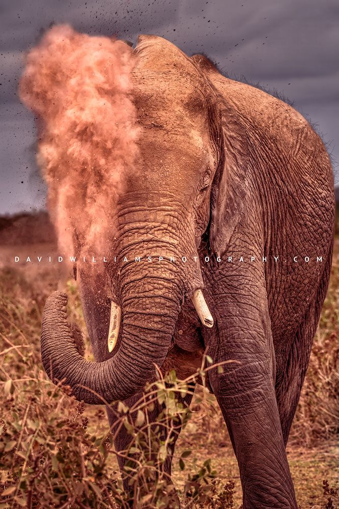 Elephant S NZ97433
