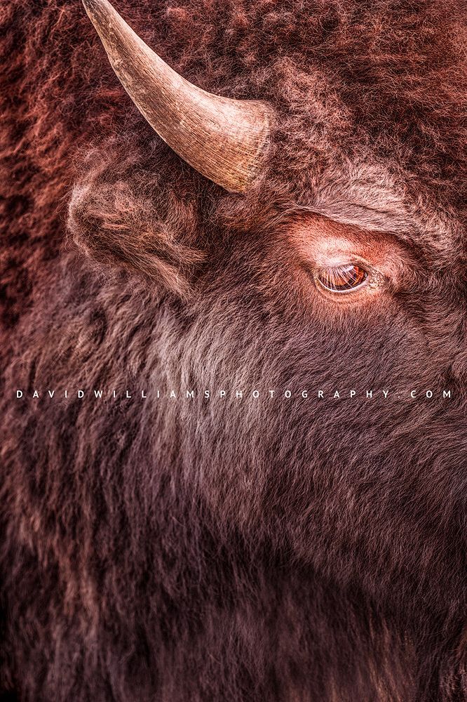 American Bison S NZ94093