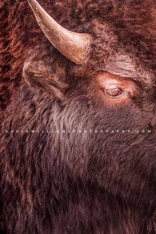 American Bison S NZ94093