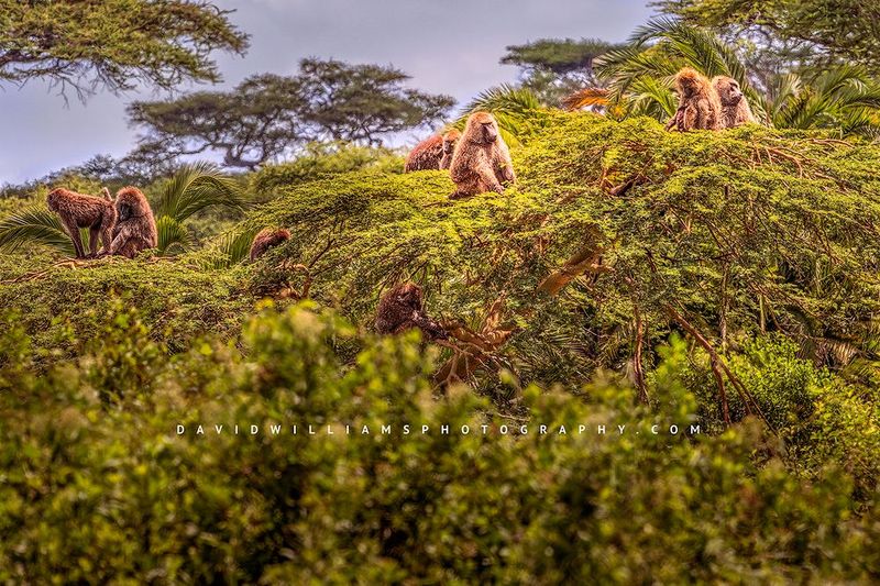 Baboon GP NZ92709
