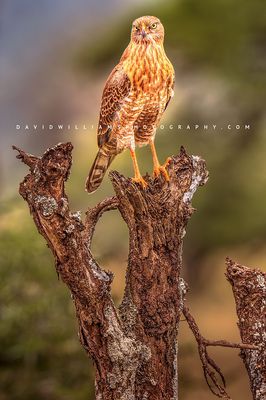 Eastern Chanting Goshawk 0Z87280