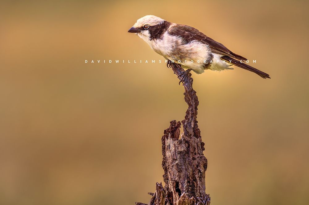 Northern White Crowned Shrike 0Z87256