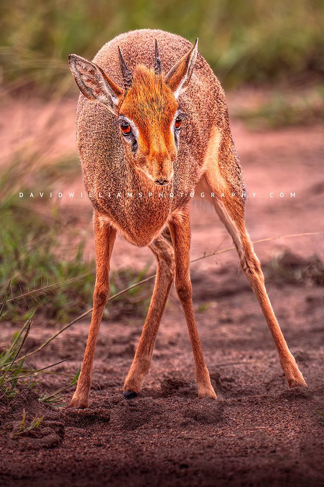 Kirk's Dik Dik 0Z87451