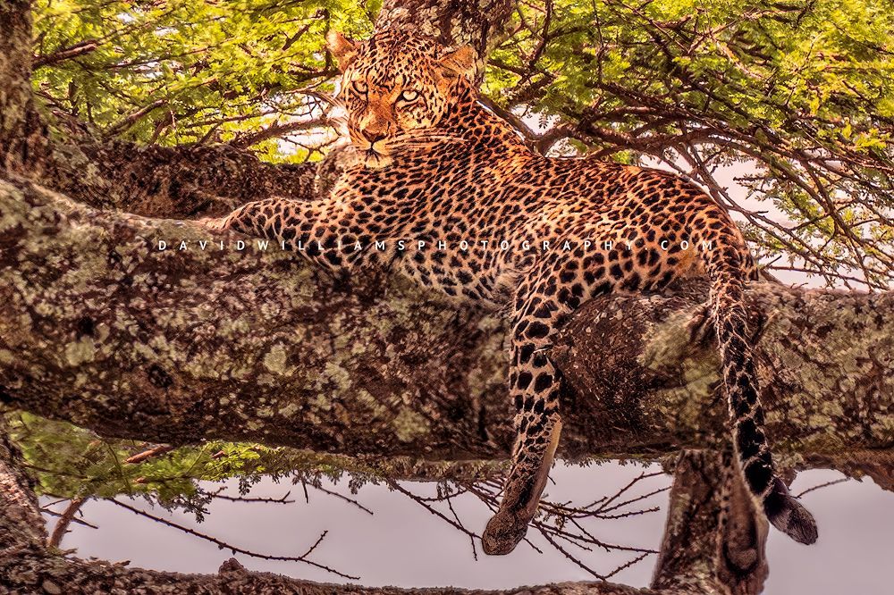 Leopard S 0Z87322en