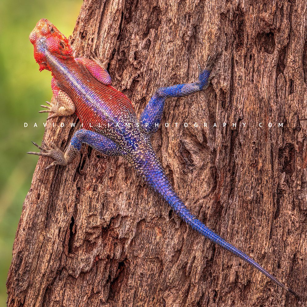 Mwanza Flat Headed Agama NZ92719