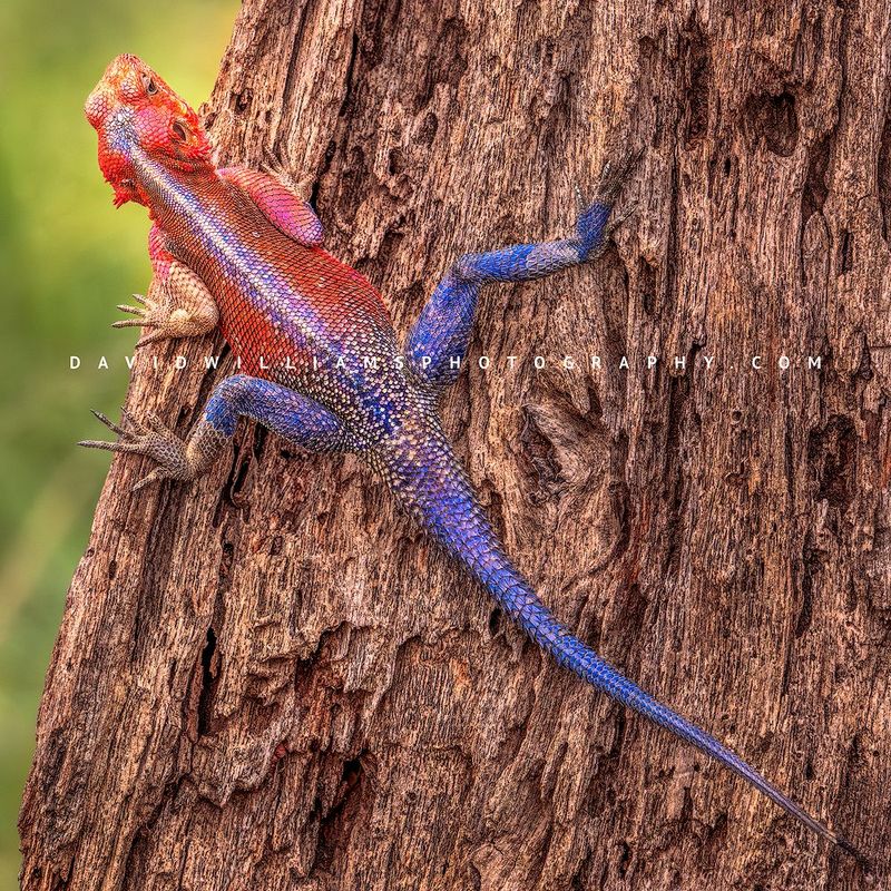 Mwanza Flat Headed Agama NZ92719