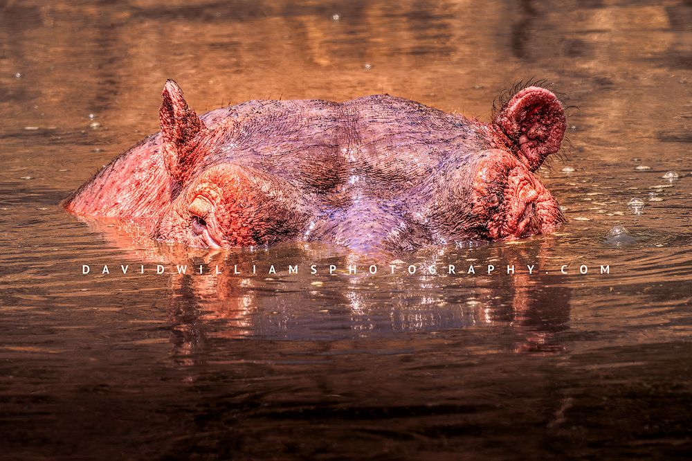 Hippo S 0Z87416