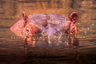 Hippo S 0Z87416