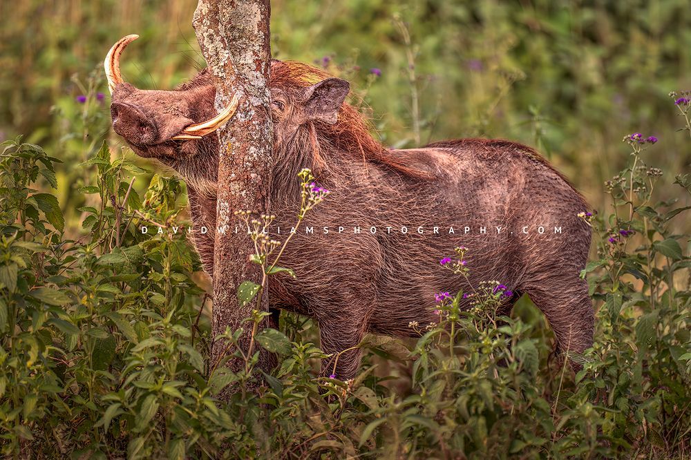 Warthog S 0Z87305