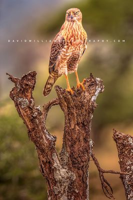 Dark Chanting Goshawk 0Z87289