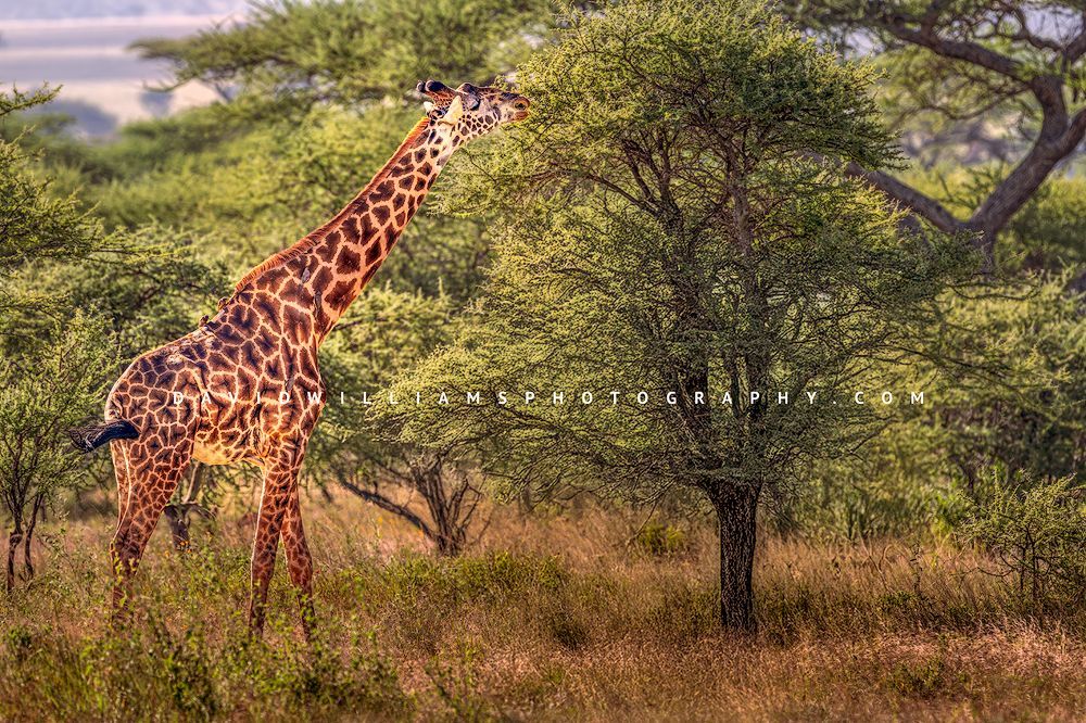 Giraffe S NZ92806