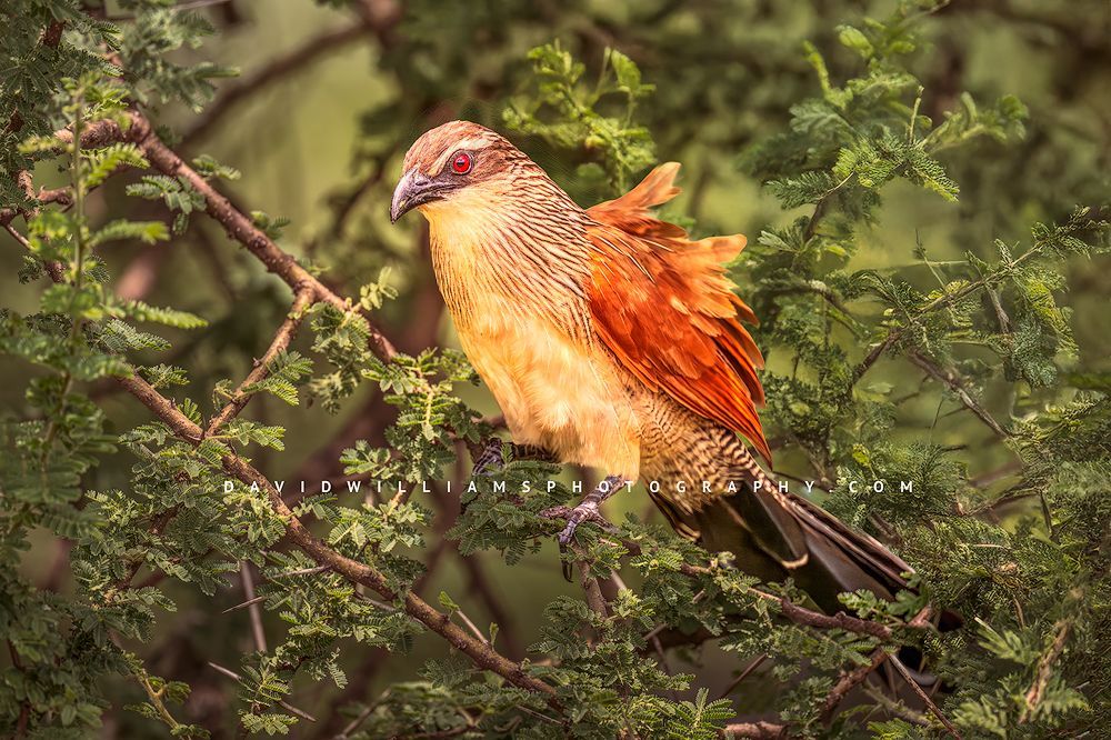 White Browed Coucal 0Z87468