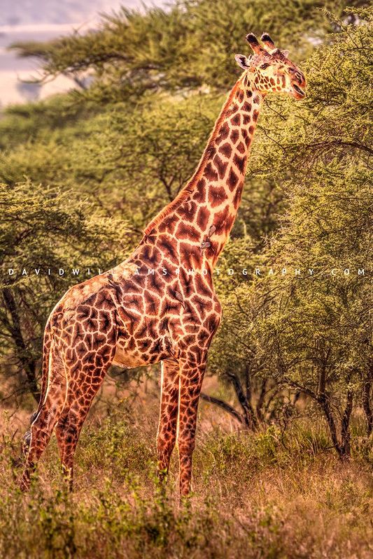Giraffe S NZ92812