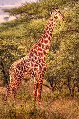 Giraffe S NZ92812