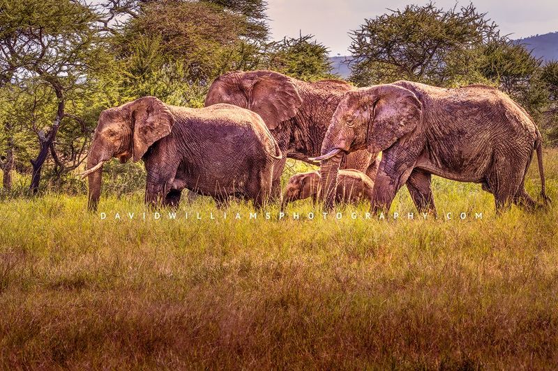 Elephant GP NZ92772
