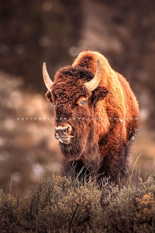 American Bison S DSC0479