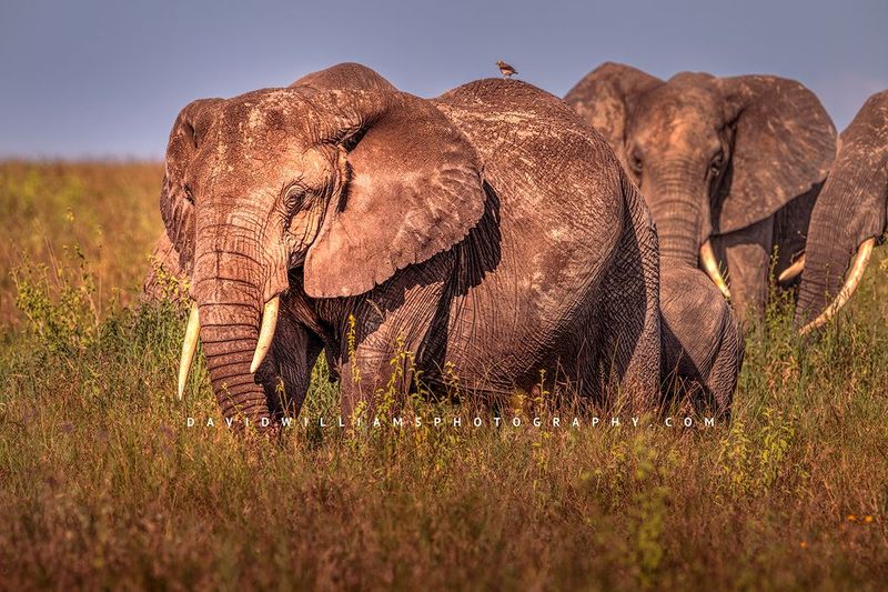 Elephant GP NZ92837