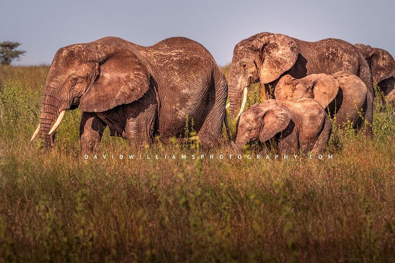 Elephant GP NZ92845