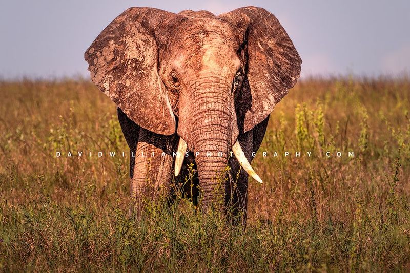 Elephant S NZ92854