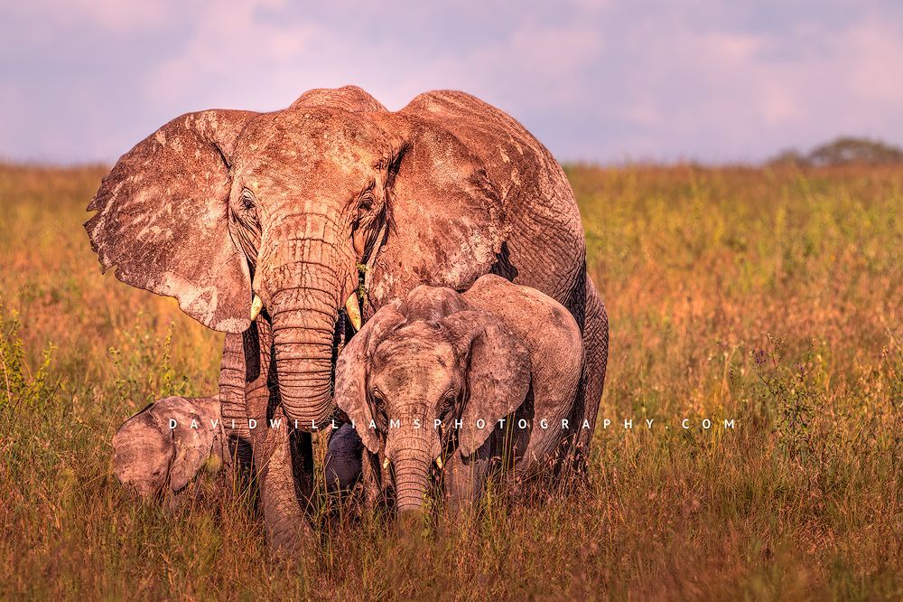 Elephant GP NZ92925