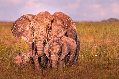Elephant GP NZ92925
