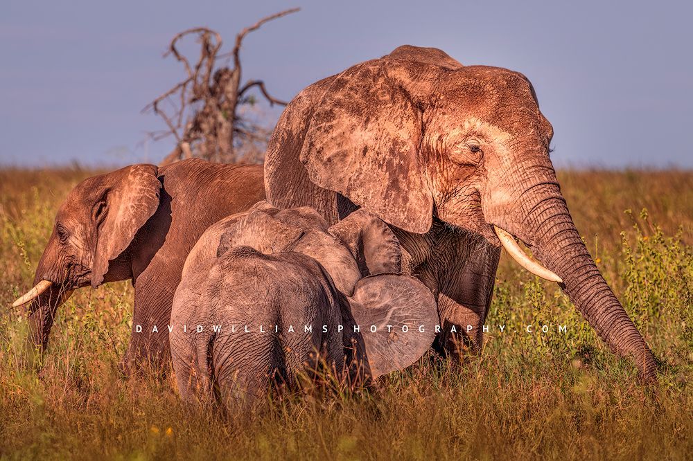Elephant GP NZ92872