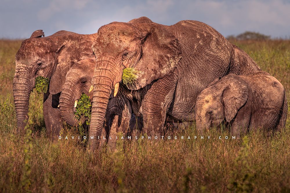 Elephant GP NZ92919