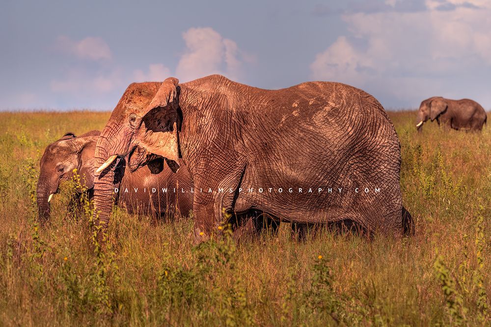 Elephant GP NZ92985