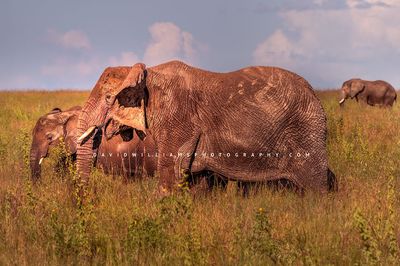 Elephant GP NZ92985