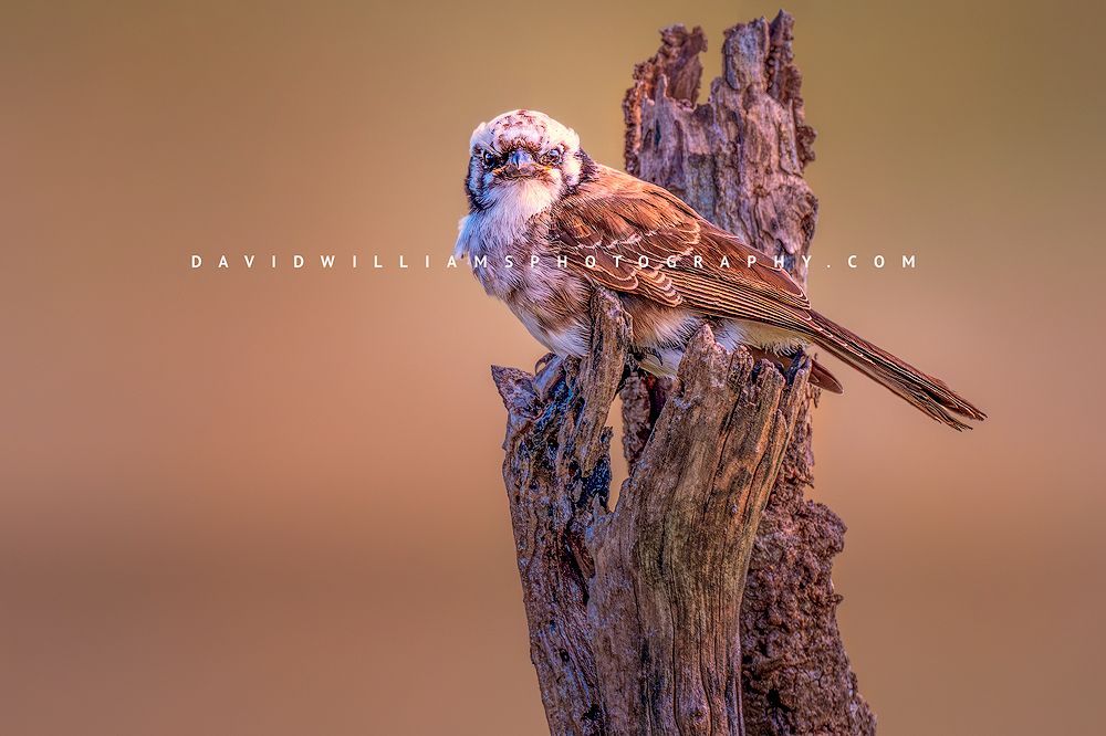 Northern White Crowned Shrike 0Z87491