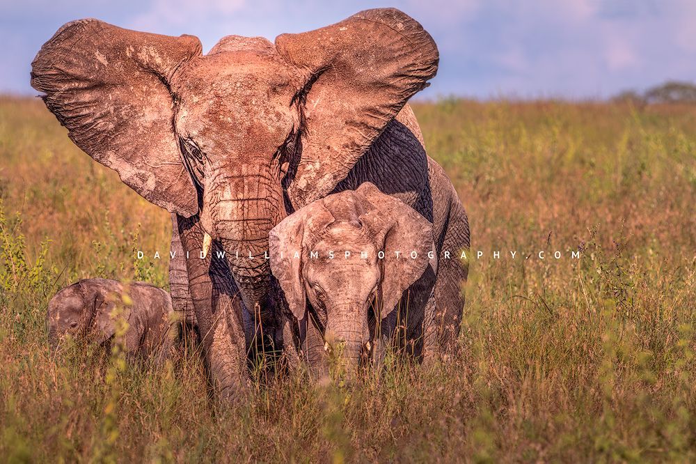 Elephant GP NZ92933