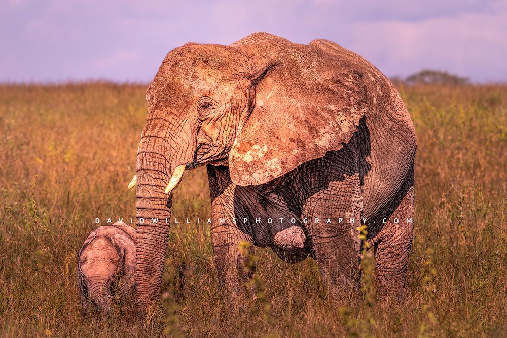 Elephant GP NZ92979