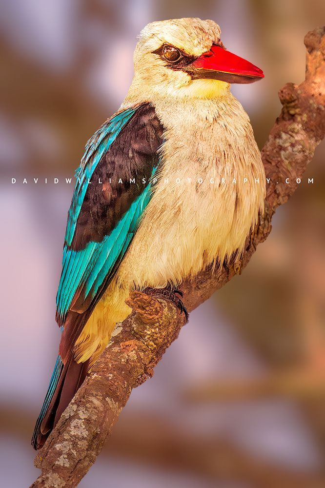 Woodland Kingfisher 0Z87514en
